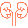 Kidney